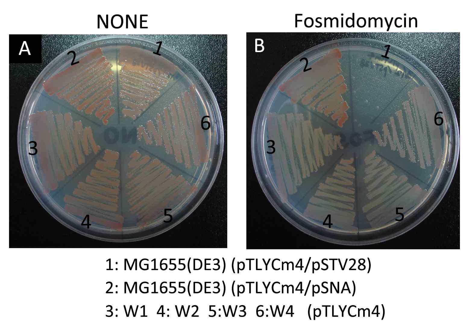 대장균 염색체 내 MVA 경로도입을 통한 fosmidomycin 처리 시 균주생존 확인