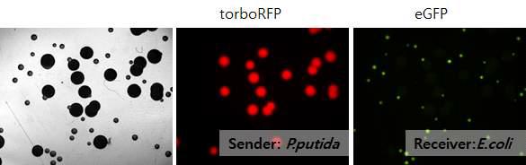 Phenol 감지 P.putide sender system과 AHL 감지 E.coli receiver cell의 이종간의 유해물 감지 인공유전자화로 구동 결과. Sender cell이 phenol을 감지 RFP를 발현함과 동시에 AHL 신호를 내보내고 Receiver cell에서는 해당 AHL 신호를 받아 GFP를 발현함
