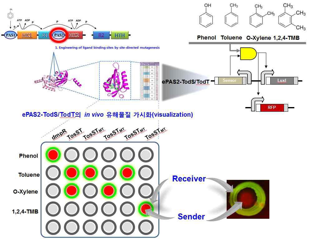 Receiver printing을 통한 유해물질 감지용 고감도 array - eGFP 및 turboRFP 형광발현 재설계 TodST의 phenol, toluene, o-xylrene, 1,2,4-TMB에 대한 감지능 평가