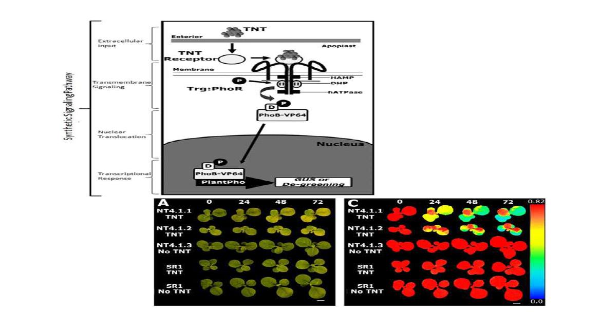 식물의 de-greening system 이용한 pytosensor 개발 (Antunes MS et al. 2011)