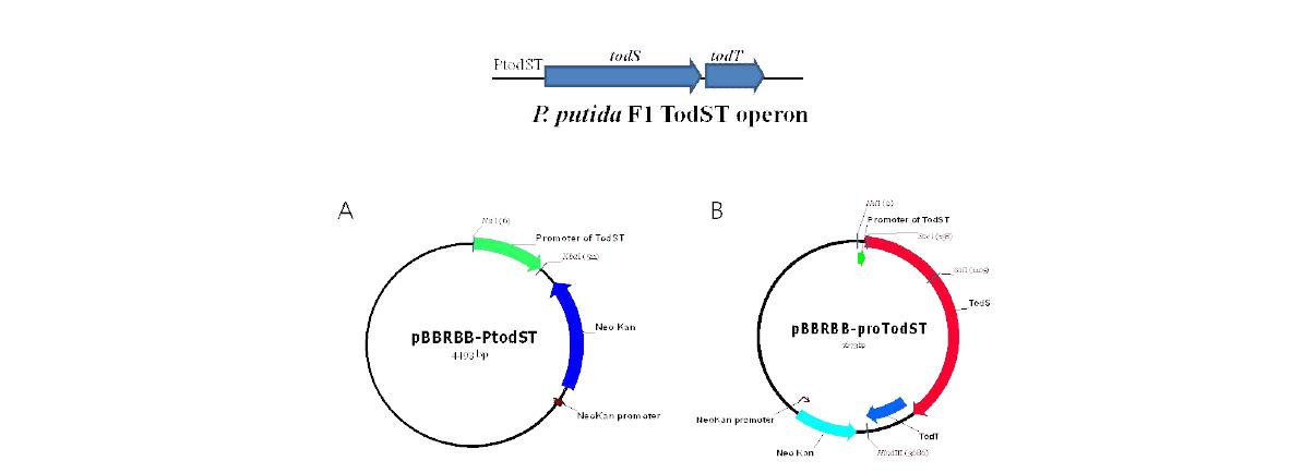 pBBRBB-PtodST (A)와 pBBRBB-ProtodST (B) 벡터 모식도.