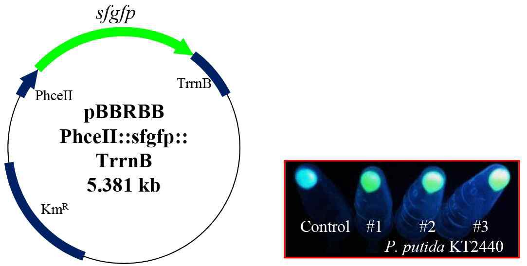 Vector construction and identification of sfGFP fluorescence.