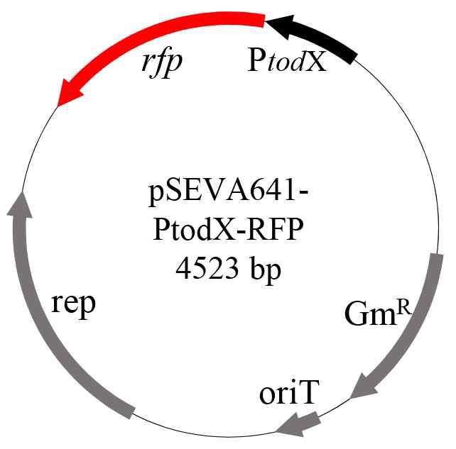 pSEVA641-todX-rfp 모식도.