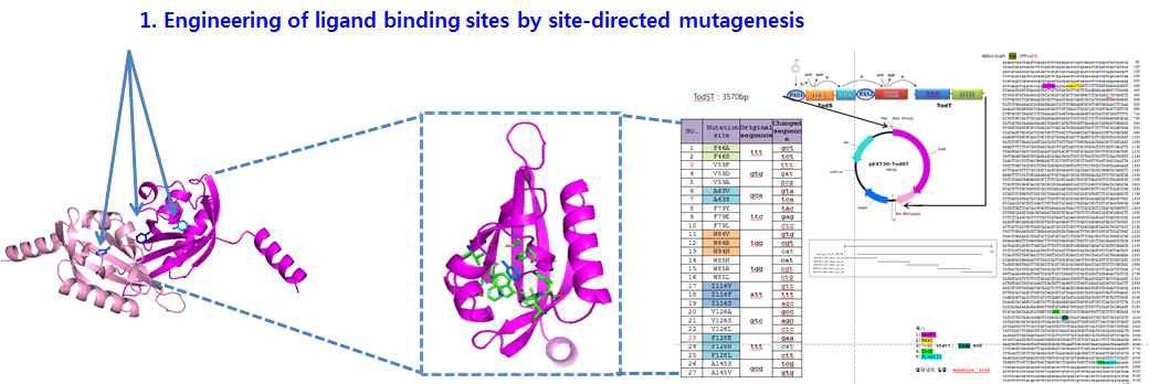 Site directed mutagenesis 방법을 이용한 ePAS1 candidates 제작