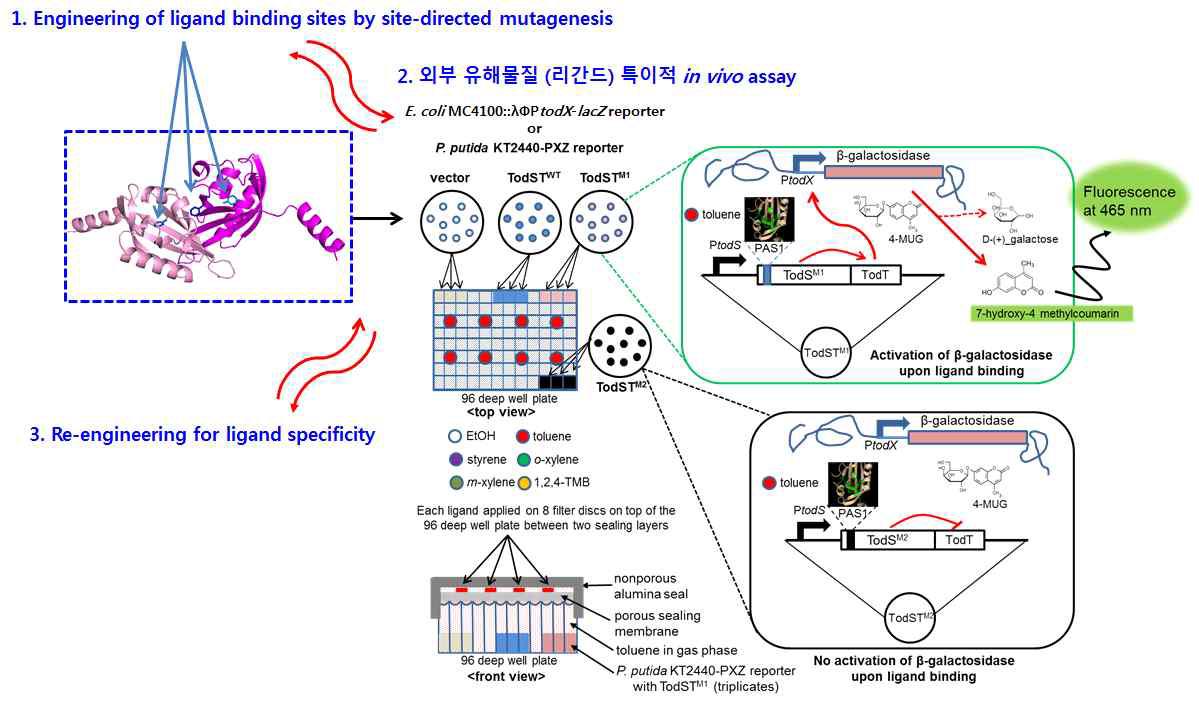 미생물 리포터 균주를 이용한 ePAS1-TodS/TodT의 in vivo 대량 스크리닝 시스템의 구축.