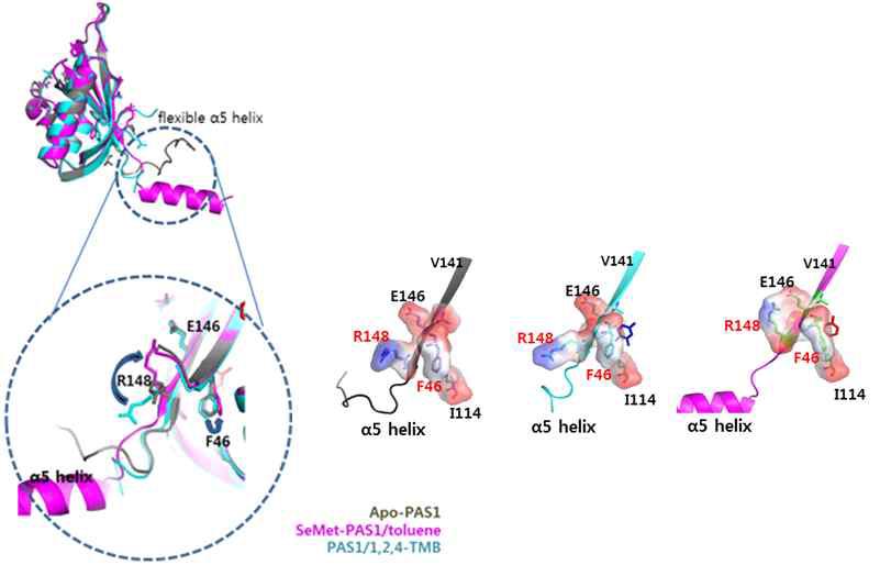 PAS1-B 분자의 α5 helix 구조 형성에 관여하는 아미노산 잔기 규명