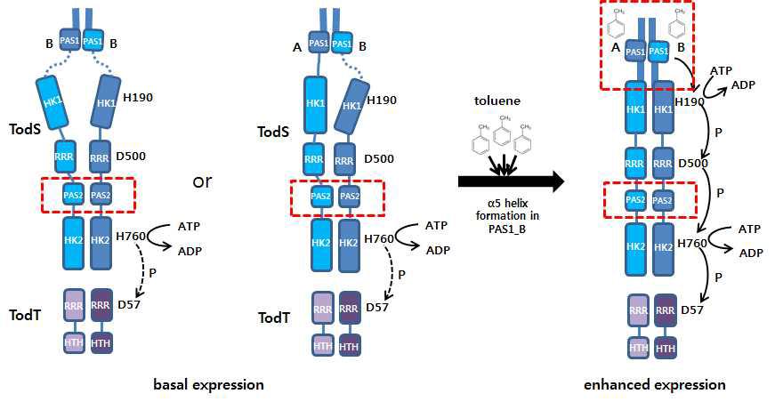 외부신호 특이적 PAS1-B 분자의 구조변화가 TodS (43-978) 단백질의 형태변화와 신호전달에 미치는 영향에 관한 working hypothesis