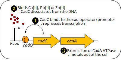 Stapylococcus aureus의 cadCA operon 구조와 역할