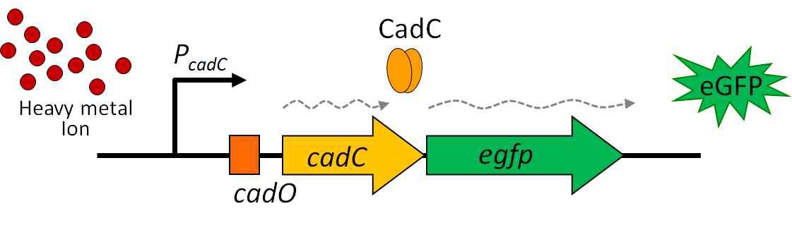 cadC-egfp 전사융합 유전자회로
