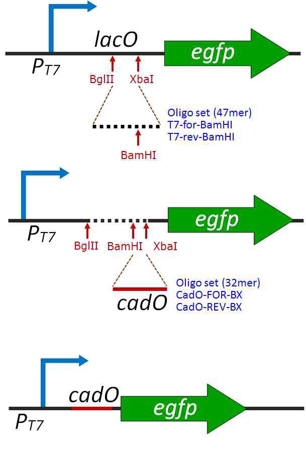 pET-PT7-cadO-egfp 리포터 발현 모듈의 구축