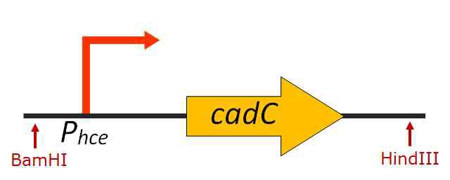 cadC의 발현양을 증가시키기 위한 제어 모듈의 제작