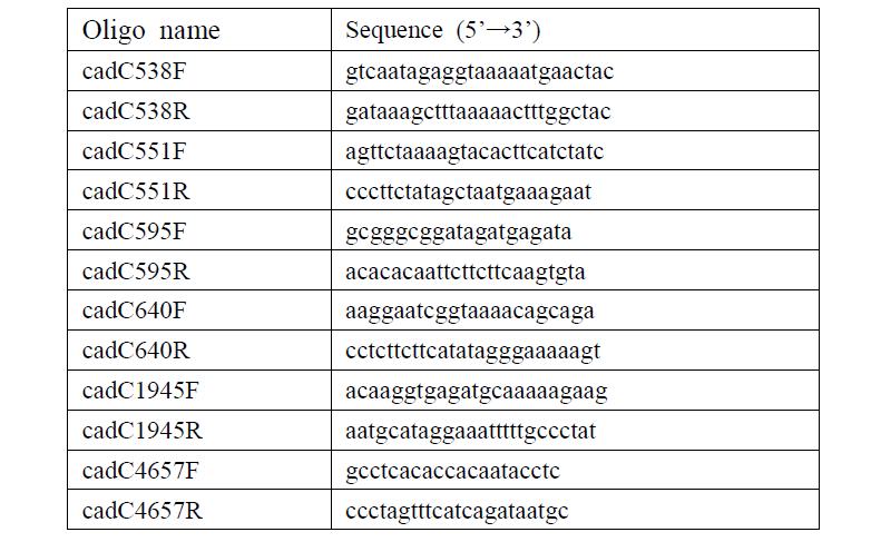 Real Time-PCR을 위한 oligonucleotide primer sequence
