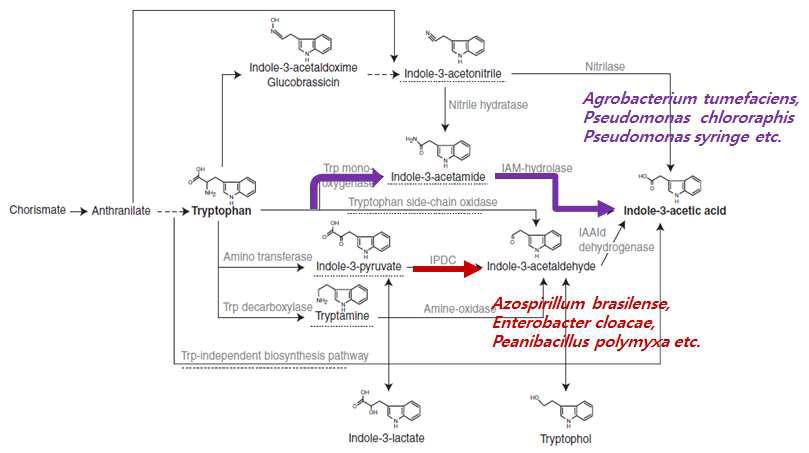Overview of IAA biosynthetic pathways in bacteria.