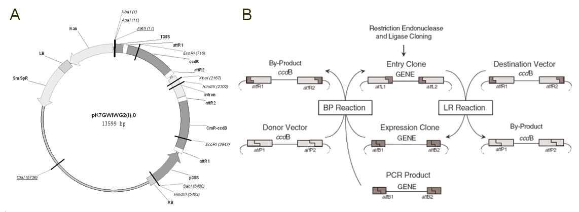 Plasmid map and description of the RNAi vectors.