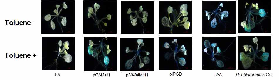 IAA production of Pseudomona putida-TodST in toluene dependent manner in the plant root