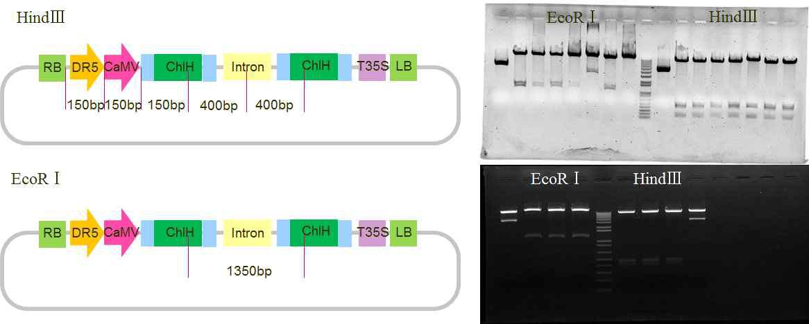 Restriction enzyme digestion of RNAi vector