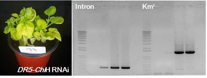 Stable transformant(좌)와 PCR을 이용한 도입 벡터의 확인(우)