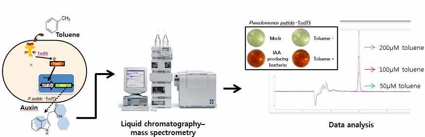 LC-MS를 이용한 톨루엔 및 톨루엔 의존적 P. putida-TodST가 생산하는 IAA 정량 분석