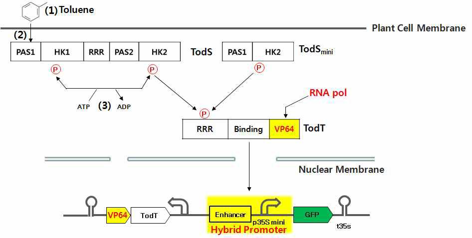 미생물 유래 TodST 시스템을 이용한 toluene 감지 프로토타입 Phyto-센서의 식물체내 구동 모식도