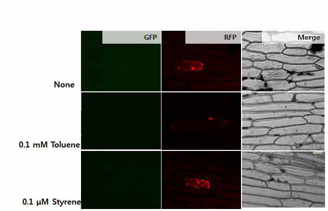 이미징 분석을 통한 styrene 감지 인공유전자회로의 식물세포에서의 구동 검증 결과