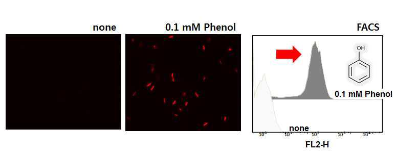 Phenol 감지 dmpR sender system의미생물에서 구동 검증결과. single cell 이미지 분석 및 FACs 분석 결과