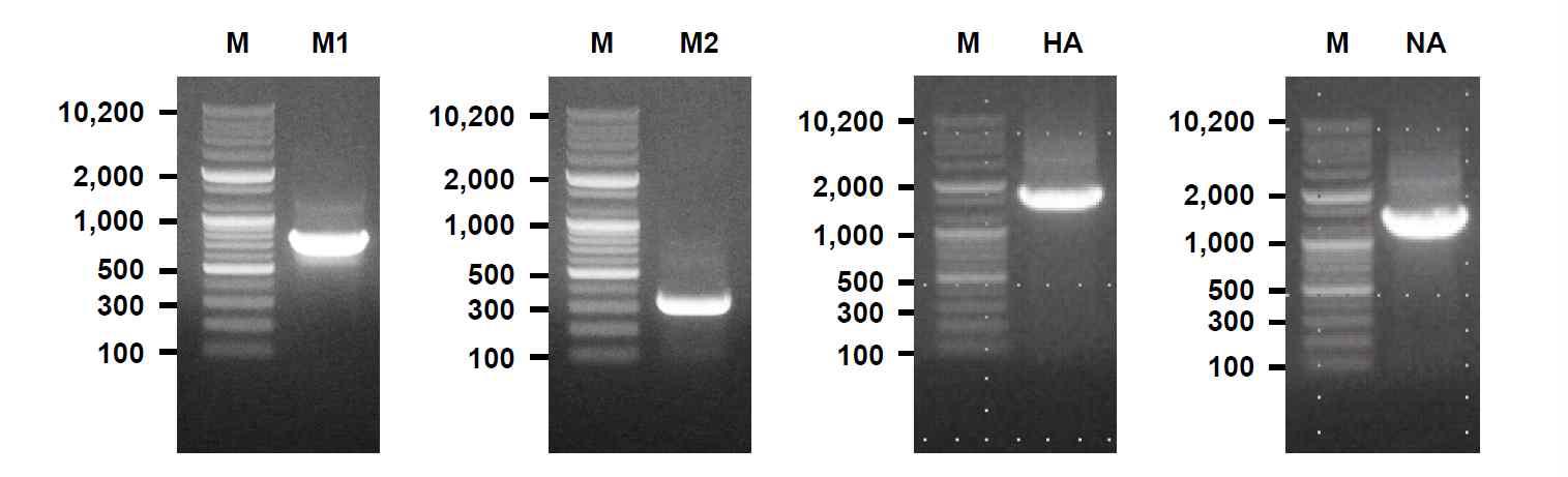 인플루엔자 H1N1 바이러스 M1, M2, HA, NA 유전자를 RT-PCR을 통해 확보함.