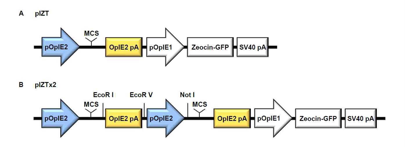 인플루엔자 바이러스 유전자 단일, 다중 발현시스템을 구축하기 위한 pIZT (A), pIZTx2 (B) 벡터의 모식도.
