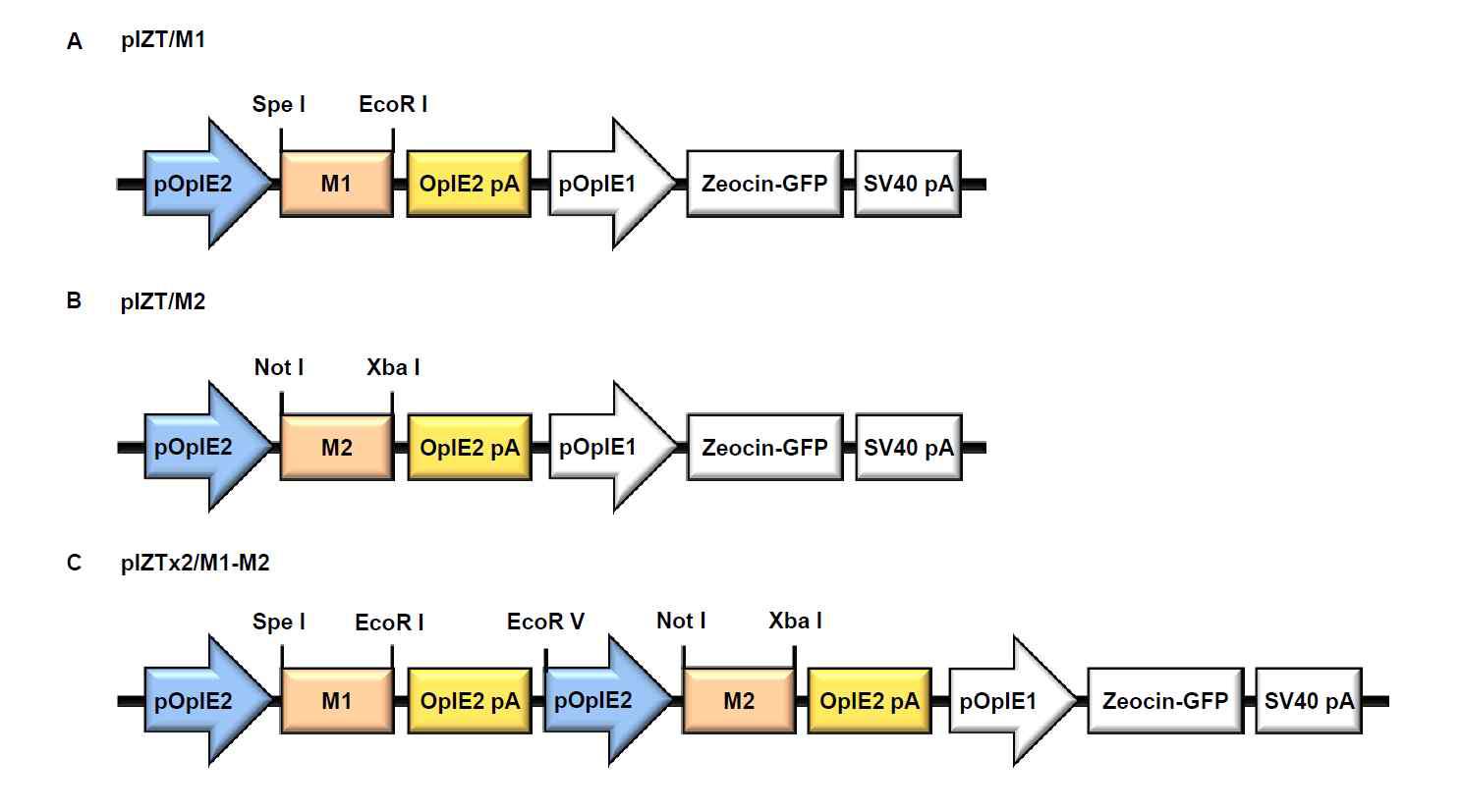인플루엔자 바이러스 M1, M2 유전자를 각각 또는 함께 발현시키기 위한 pIZT/M1 (A), pIZT/M2 (B), pIZT×2/M1-M2 (C) 벡터의 모식도.
