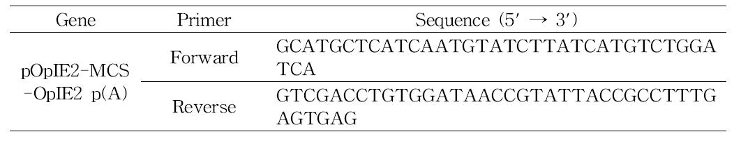OpIE2 promoter, MCS, OpIE2 terminator DNA 절편을 증폭시키기 위한 PCR primer.