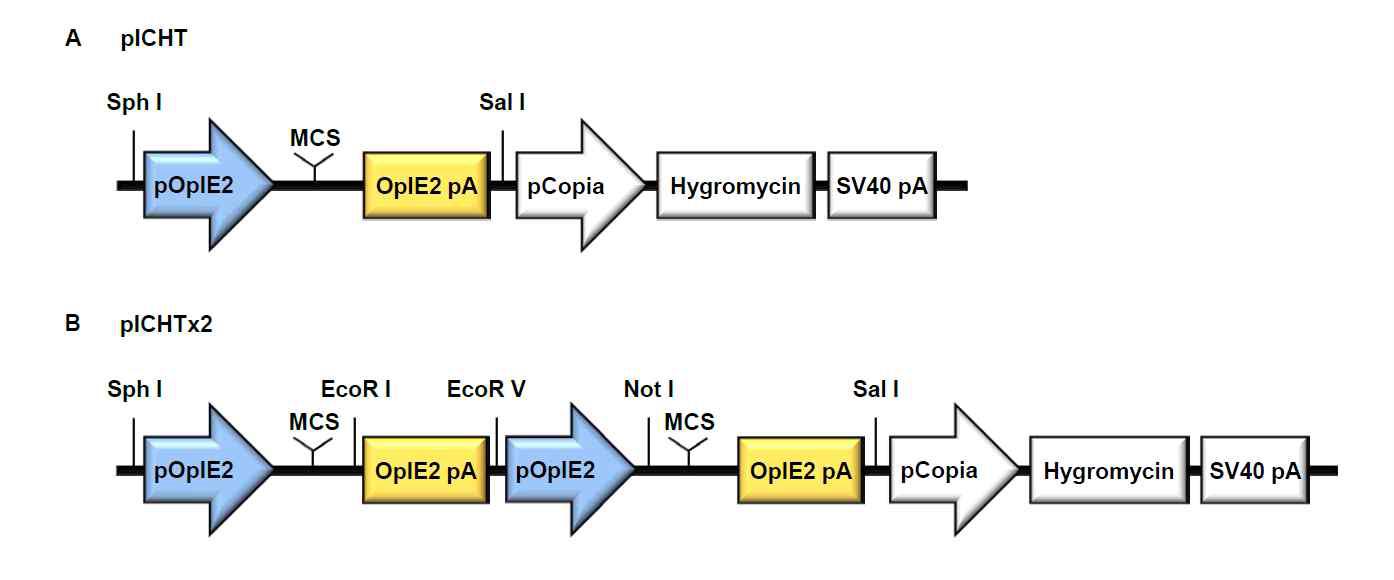 인플루엔자 바이러스 유전자 단일, 다중 발현시스템을 구축하기 위한 pICHT (A), pICHTx2 (B) 벡터의 모식도.