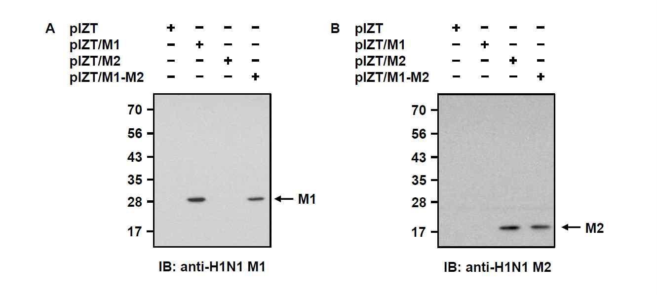 pIZT/M1, pIZT/M2, pIZTx1/M1-M2 벡터가 일시적으로 형질전환된 TN-5B1-4 세포추출물에서 재조합 인플루엔자 바이러스 M1 (A) 및 M2 단백질 (B)의 발현을 Western blot 분석으로 확인함