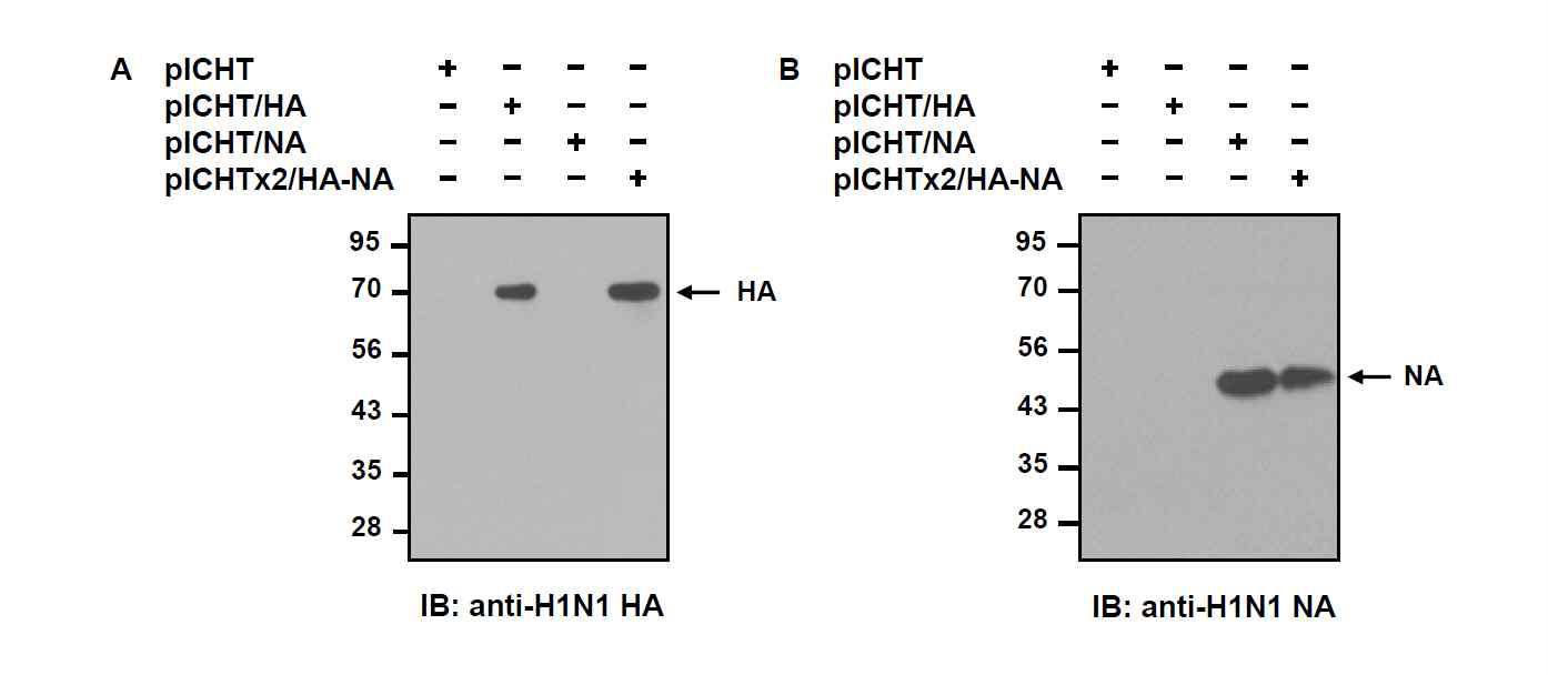 pICHT/HA, pICHT/NA, pICHTx2/NA-HA 벡터가 일시적으로 형질전환된 TN-5B1-4 세포추출물에서 재조합 인플루엔자 바이러스 HA (A) 및 NA 단백질 (B)의 발현을 Western blot 분석으로 확인함