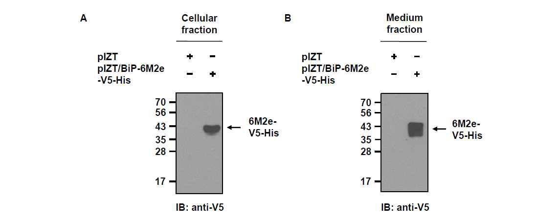 pIZT/BiP-6M2e-V5-His 벡터가 일시적으로 형질전환된 TN-5B1-4 세포추출 (A) 및 세포배양 배지 (B)에서 재조합 인플루엔자 범용백신6M2e-V5-His 단백질의 발현을 Western blot 분석으로 확인함