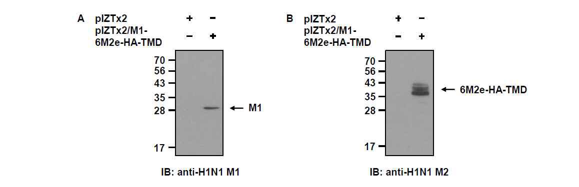 pIZTx2/M1-6M2e-HA-TMD 벡터가 일시적으로 형질전환된 TN-5B1-4 세포추출물에서 재조합 인플루엔자 바이러스 M1 (A) 및 6M2e-HA-TMD 단백질 (B)의 발현을 Western blot 분석으로 확인함