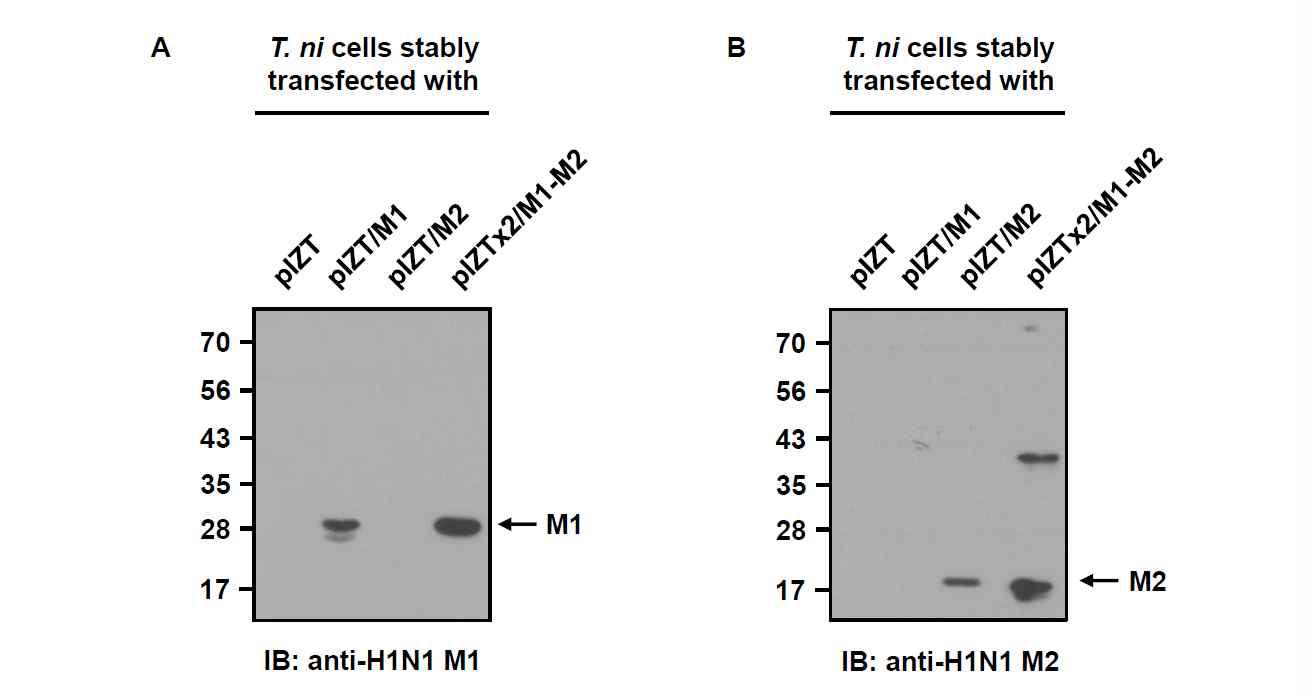 pIZT/M1, pIZT/M2 및 pIZT×2/M1-M2 벡터가 안정적으로 형질전환된 재조합 TN-5B1-4/M1, TN-5B1-4/M2, TN-5B1-4/M1-M2 세포의 세포추출물에서 재조합 인플루엔자 바이러스 M1 (A) 및 M2 단백질 (B)의 발현을 Western blot 분석으로 확인함