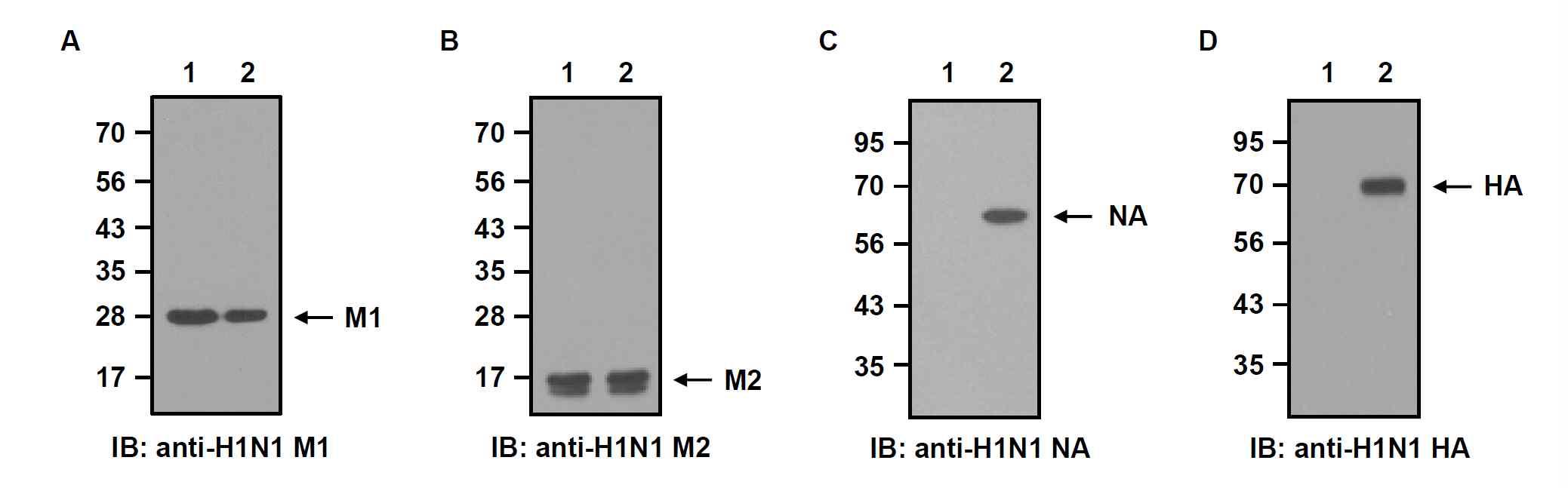 pICHT×2/NA-HA 벡터가 안정적으로 형질전환된 재조합 TN-5B1-4/M1-M2-NA-HA 세포의 세포추출물에서 재조합 인플루엔자 바이러스 M1 (A), M2 (B), NA (C), HA 단백질 (D)의 발현을 Western blot 분석으로 확인함. Lane 1, TN-5B1-4/M1-M2 세포의 세포추출물; Lane 2, TN-5B1-4/M1-M2-NA-HA 세포의 세포추출물.