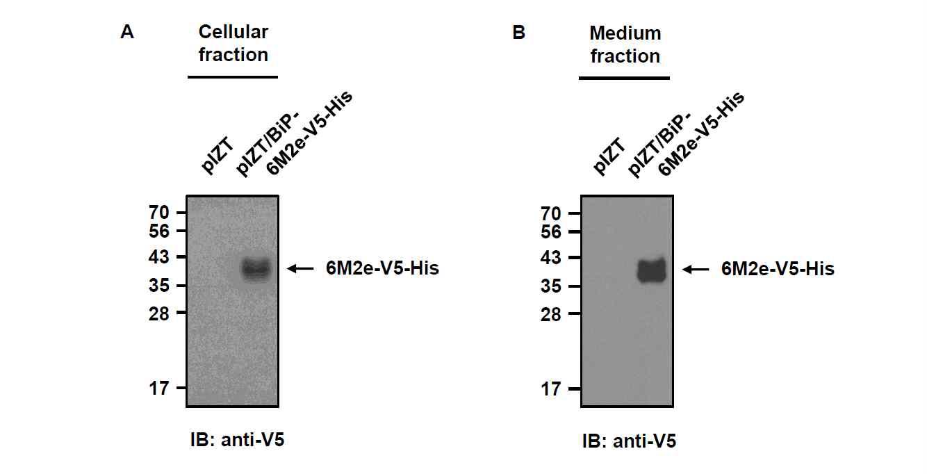 pIZT/BiP-6M2e-V5-His 벡터가 안정적으로 형질전환된 재조합 TN-5B1-4/6M2e-V5-His 세포의 세포추출물 (A) 및 세포배양 배지 (B)에서 재조합 인플루엔자 바이러스 범용백신 유전자 6M2e-V-His 단백질 (B)의 발현을 Western blot 분석으로 확인함