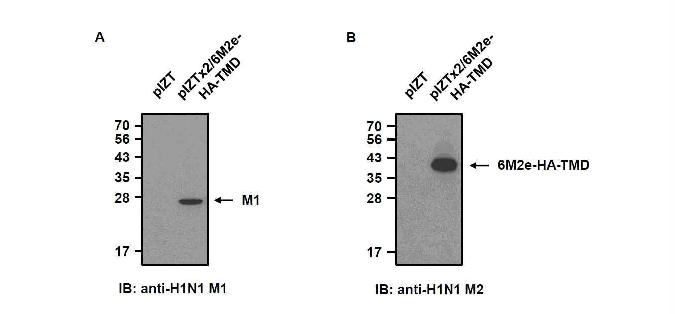pIZTx2/M1-6M2e-HA-TMD 벡터가 안정적으로 형질전환된 재조합 TN-5B1-4/M1-6M2e-HA-TMD 세포의 세포추출물에서 재조합 인플루엔자 바이러스 M1 (A) 및 범용백신 VLP 생산용 6M2e-V-His 단백질의 발현을 Western blot 분석으로 확인함