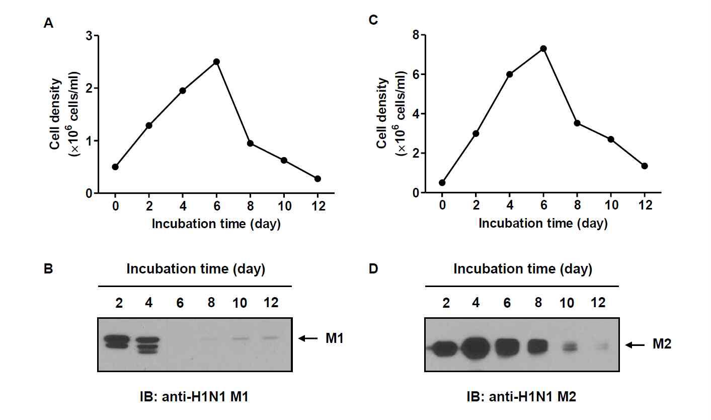 재조합 TN-5B1-4/M1 및 TN-5B1-4/M2 세포의 성장 (A & C) 및 재조합 인플루엔자 바이러스 M1, M2 단백질의 발현을 Western blot 분석 (B & D)으로 확인함