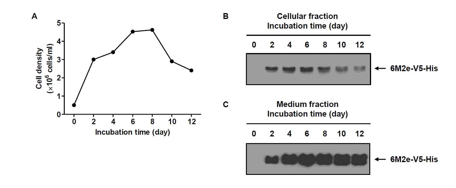 재조합 TN-5B1-4/6M2e-V5-His 세포의 성장 (A) 및 재조합 인플루엔자 바이러스 범용백신 6M2e-V5-His 단백질의 발현을 Western blot 분석 (B & C)으로 확인함
