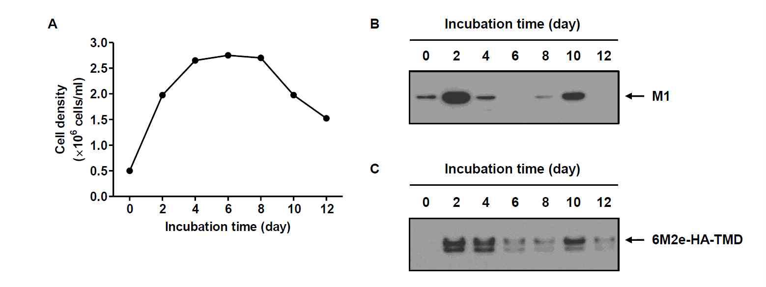 재조합 TN-5B1-4/M1-6M2e-HA-TMD 세포의 성장 (A) 및 재조합 인플루엔자 바이러스 범용백신 생산용 M1 (B) 및 6M2e-HA-TMD 단백질 (C)의 발현을 Western blot 분석으로 확인함