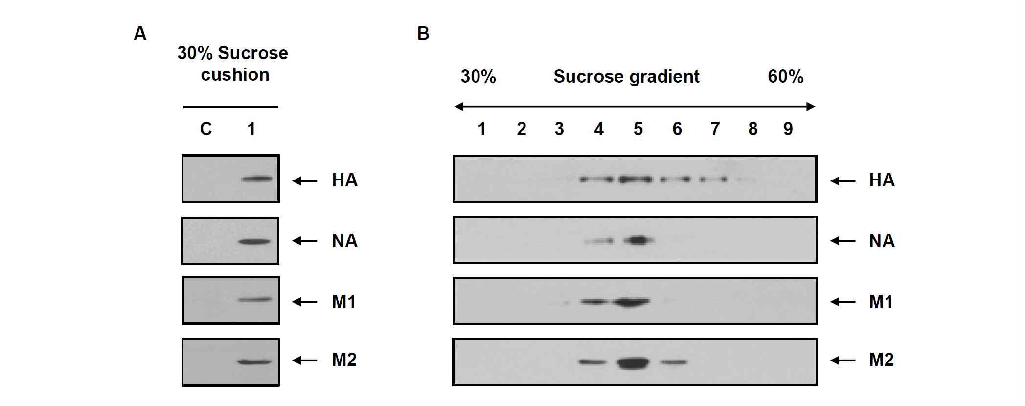 (A) 재조합 TN-5B14/M1-M2-HA-NA 세포 배양배지를 30% sucrosecushion에서 초원심분리하여 침전물을 확보하고 재조합 인플루엔자 바이러스 M1, M2, NA, HA 단백질의 존재를 Western blot으로 분석함. (B) Sucrose cushion 침전물을 30-60% sucrose density gradient 초원심분리 방법으로 분획하고 Western blot 으로 분석함.