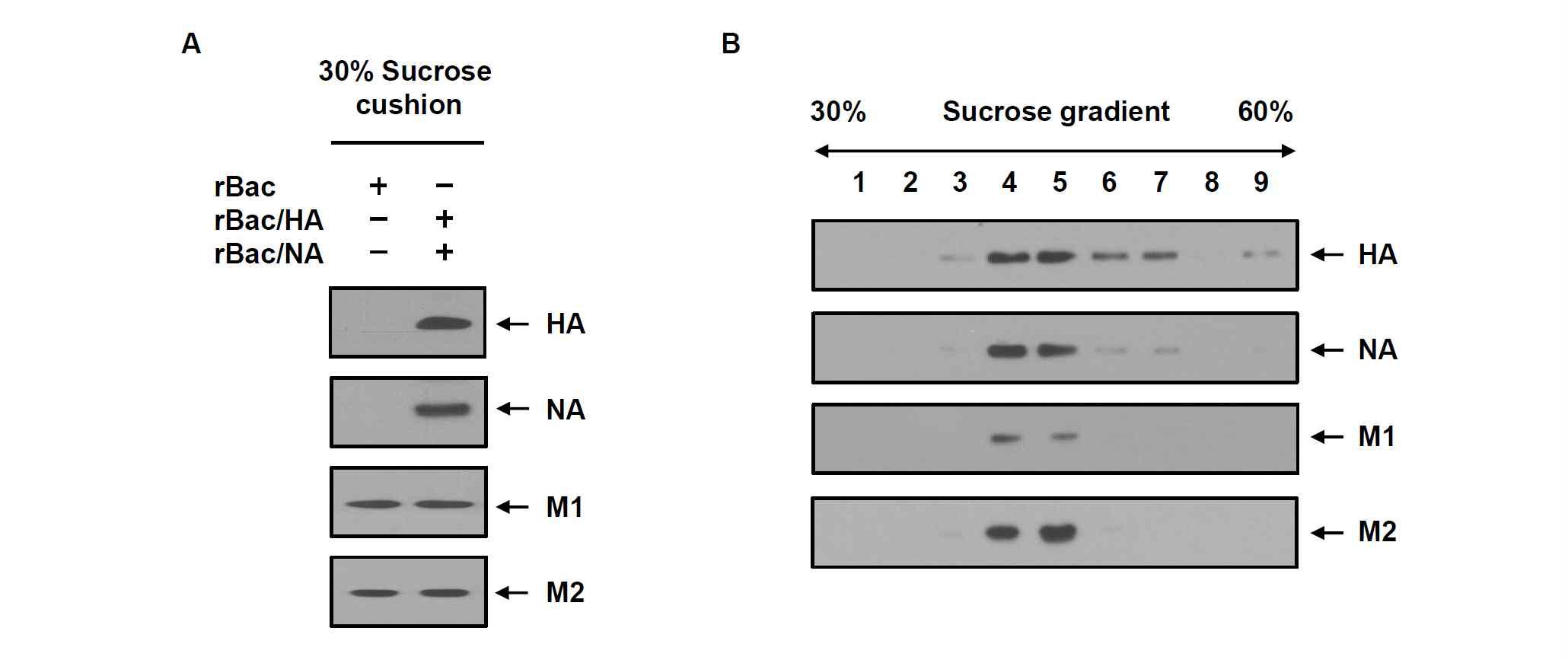 (A) 재조합 배큘로바이러스 rBac/NA, rBac/HA가 감염된 재조합 TN-5B1-4/M1-M2 세포 배양배지를 30% sucrose cushion에서 초원심분리하여 침전물을 확보하고 재조합 인플루엔자 바이러스 M1, M2, NA, HA 단백질의 존재를 Western blot으로 분석함. (B) Sucrose cushion 침전물을 30-60% sucrose density gradient 초원 심분리 방법으로 분획하고 Western blot으로 분석함