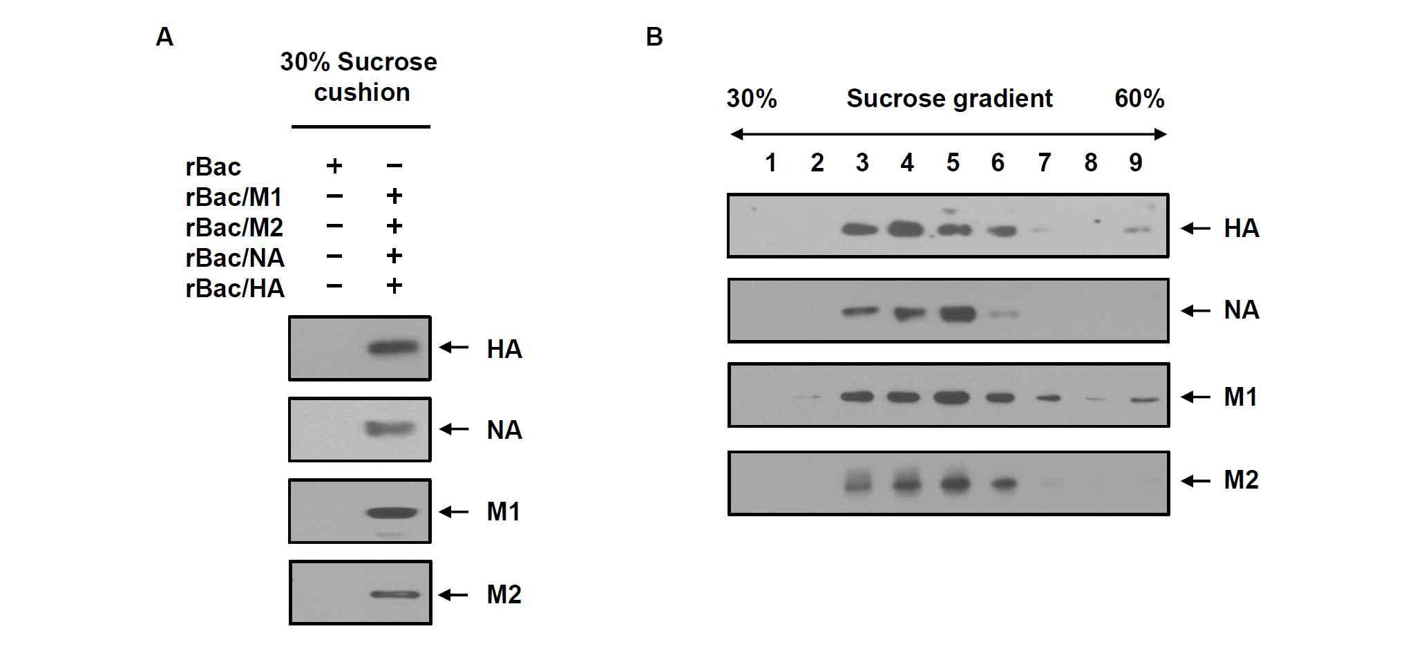 (A) 재조합 배큘로바이러스 rBac/M1, rBac/M2, rBac/NA, rBac/HA가 감염된 TN-5B1-4 세포 배양배지를 30% sucrose cushion에서 초원심분리하여 침전물을 확보하고 재조합 인플루엔자 바이러스 M1, M2, NA, HA 단백질의 존재를 Western blot으로 분석함. (B) Sucrose cushion 침전물을 30-60% sucrose density gradient 초원심분리 방법으로 분획하고 Western blot으로 분석함