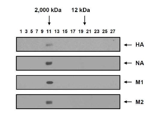 재조합 배큘로바이러스 rBac/M1, rBac/M2, rBac/NA, rBac/HA가 감염된 TN-5B1-4 세포 배양배지의 sucrose cushion 초원심분리 및 밀도구배 초원심분리에서 확보한 3, 4, 5, 6번 분획 혼합물의 Superose 6 resin gel-filtration 크로마토그래피를 수행하고 Western blot으로 재조합 인플루엔자 바이러스 M1, M2, NA, HA 단백질을 분석함