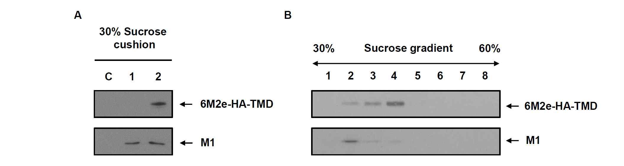 (A) 재조합 TN-5B14/M1-6xM2e-HA-TMD 세포 배양배지를 30% sucrose cushion에서 원심분리하여 침전물을 확보하고 재조합 인플루엔자 바이러스 M1, 6xM2e-HA-TMD 단백질의 존재를 Western blot으로 분석함. (B) Sucrose cushion 침전물을 30-60% sucrose density gradient 초원심분리 방법으로 분획하고 Western blot으로 분석함.