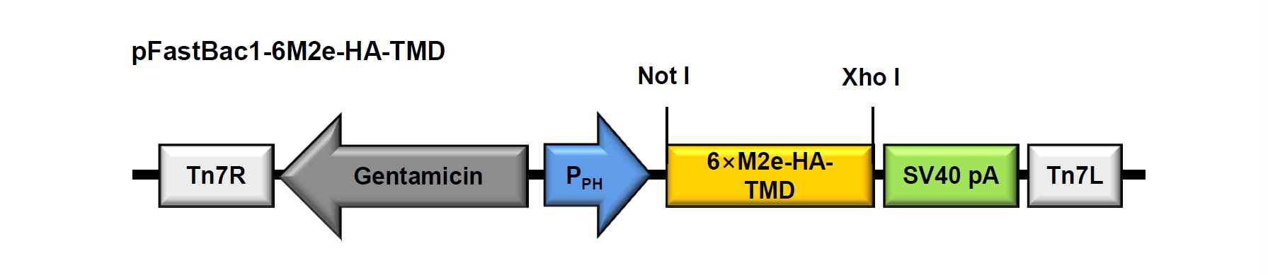 범용백신용 6M2e-HA-TMD 발현 재조합 배큘로바이러스 제조를 위한 pFastBac1/6M2e-HA-TMD 벡터의 모식도.