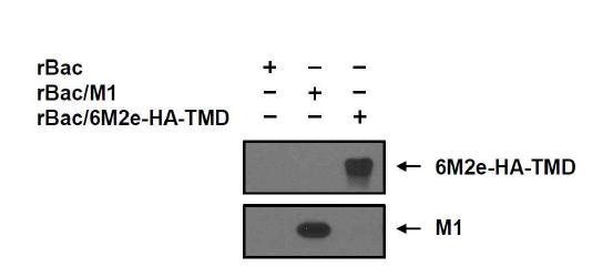 범용백신 생산용 재조합 배큘로바이러스 (rBac/M1, rBac/6M2e-HA-TMD)가 감염된 TN-5B1-4 세포에서 범용백신 생산용 인플루엔자 바이러스 유전자 M1, 6M2e-HA-TMD의 발현을 Western blot 분석을 통해 확인함