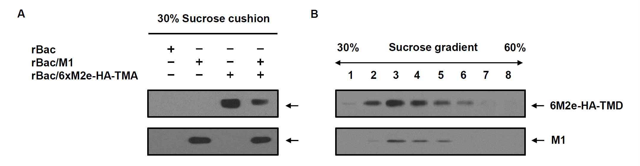 (A) 재조합 배큘로바이러스 rBac/M1, rBac/6xM2e-HA-TMD가 감염된 TN-5B1-4 세포 배양배지를 30% sucrose cushion에서 원심분리하여 침전물을 확보하고 재조합 인플루엔자 바이러스 M1, 6xM2e-HA-TMD 단백질의 존재를 Western blot으로 분석함. (B) Sucrose cushion 침전물을 30-60% sucrose density gradient 초원심분리 방법으로 분획하고 Western blot으로 분석함.
