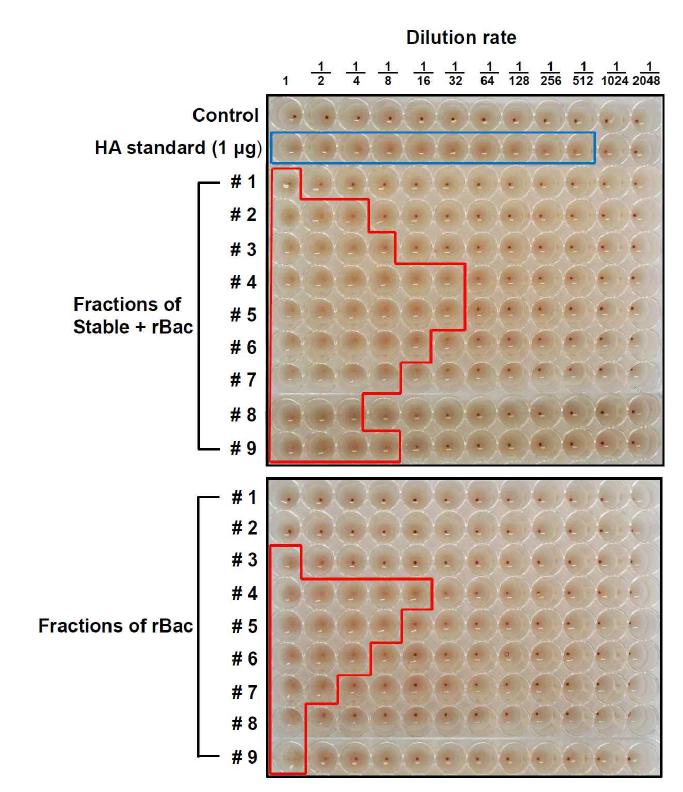 인플루엔자 유전자의 다중 발현 (Stable cells, Stable cells + rBac, rBac) 세포의 배양배지의 30% sucrose cushion 침전물을 30-60% sucrose density gradient 초원 심분리 방법으로 분획하고 VLP에 함유된 HA 단백질에 의한 적혈구 응집반응을 확인함